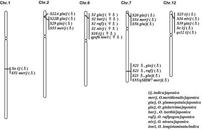 New Insights Into the Nature of Interspecific Hybrid Sterility in Rice